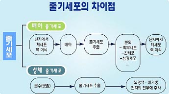 성체줄기세포와 배아줄기세포의 차이점 